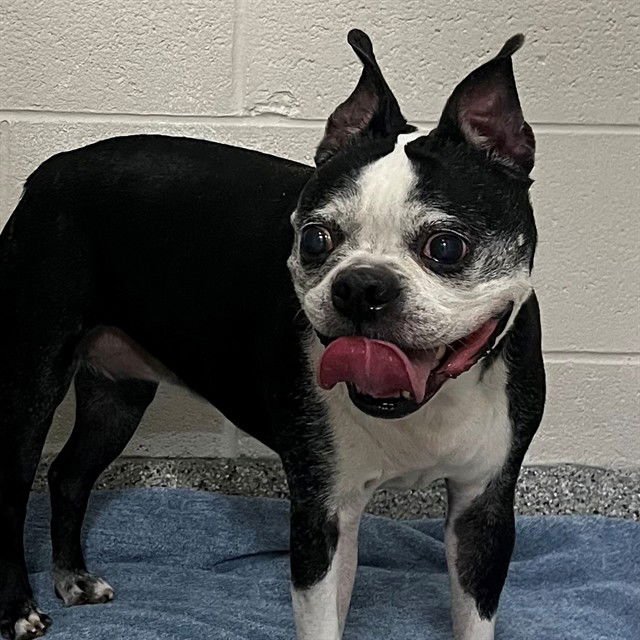 MAZZIE - Boston Terrier available for adoption
