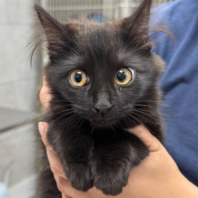 COSMO - Domestic Medium Hair available for adoption