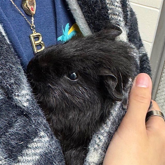 ERIAN - Guinea Pig available for adoption