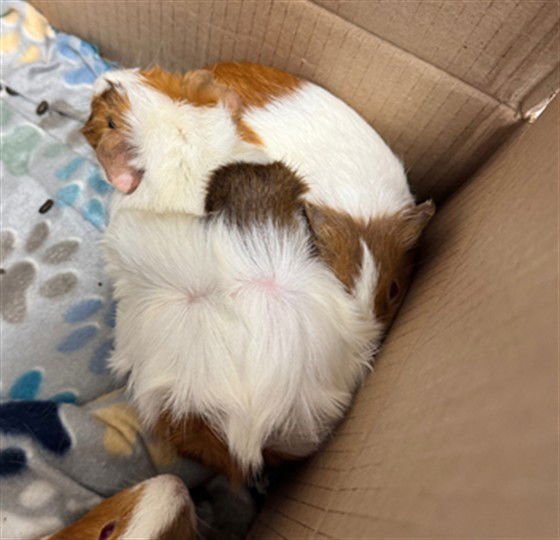 BUTTERCUP - Guinea Pig available for adoption