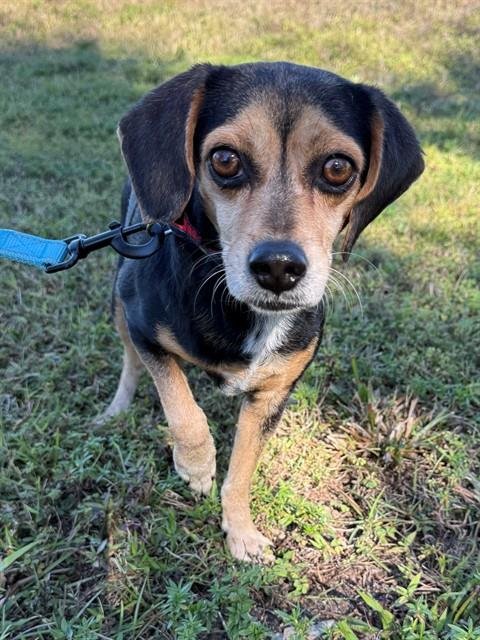 SHILAH - Beagle / Pug available for adoption