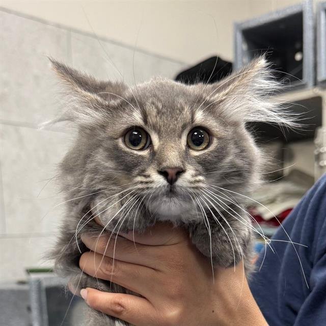 LION - Domestic Medium Hair available for adoption