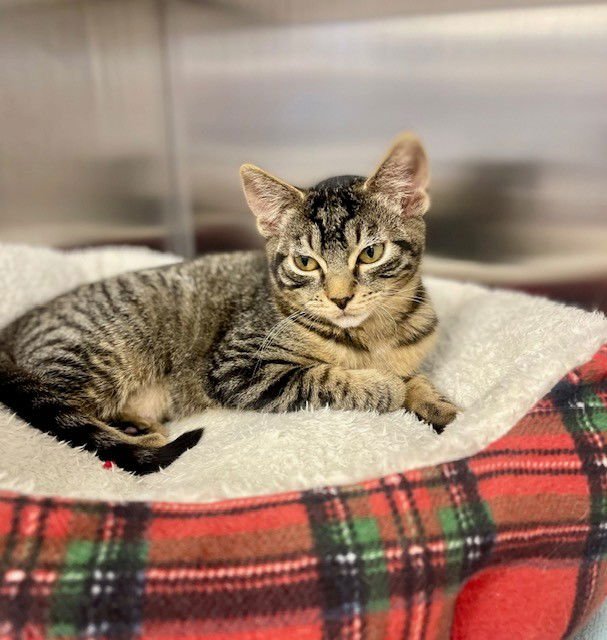 CASSIDY - Domestic Short Hair available for adoption