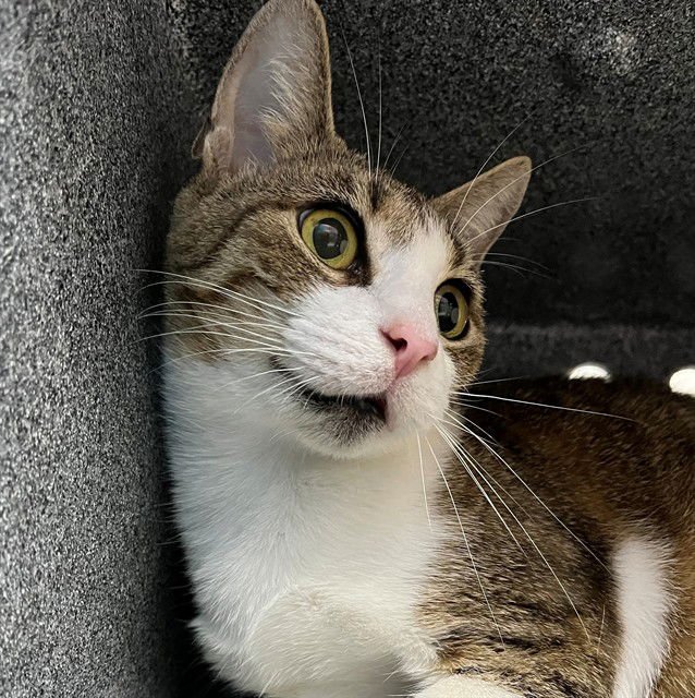 MOYRA - Domestic Short Hair available for adoption