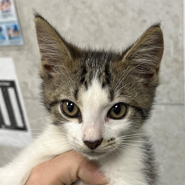 THOMAS - Domestic Short Hair available for adoption