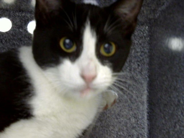 LILY - Domestic Short Hair available for adoption