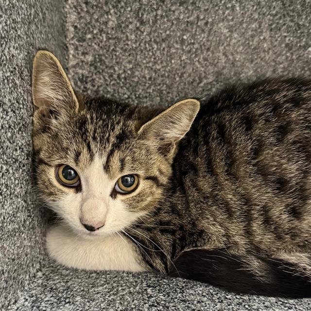 ELMER - Domestic Short Hair available for adoption