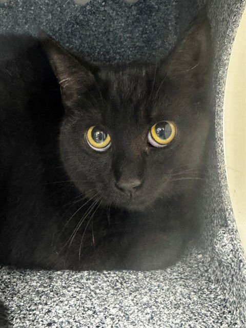 LARRY - Domestic Short Hair available for adoption