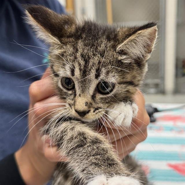 TAFFY - Domestic Short Hair available for adoption