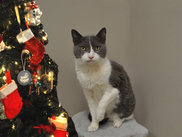 MOLLY - Domestic Short Hair available for adoption