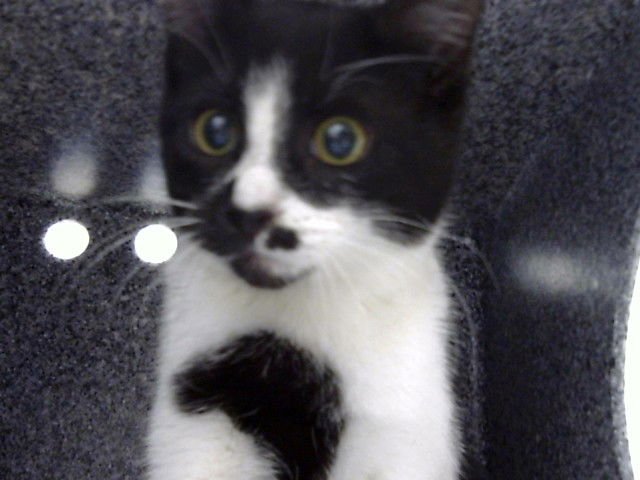 LUCY - Domestic Short Hair available for adoption