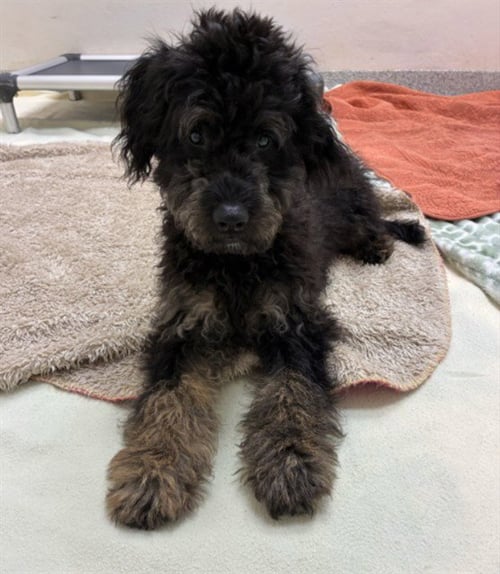 CLIFFY - Golden Retriever available for adoption