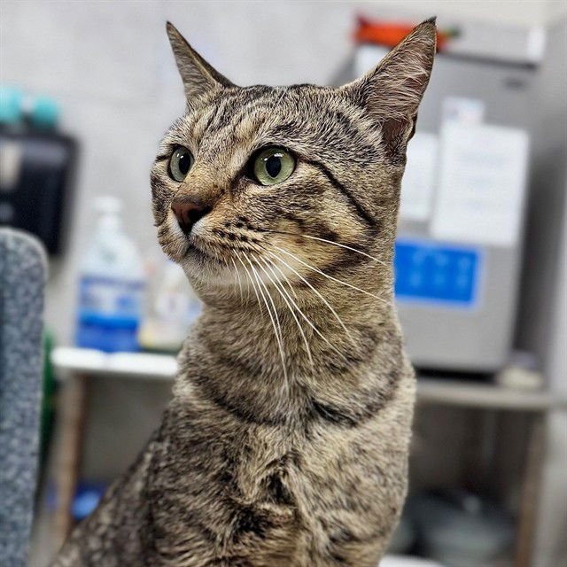 TIM BURTON - Domestic Short Hair available for adoption