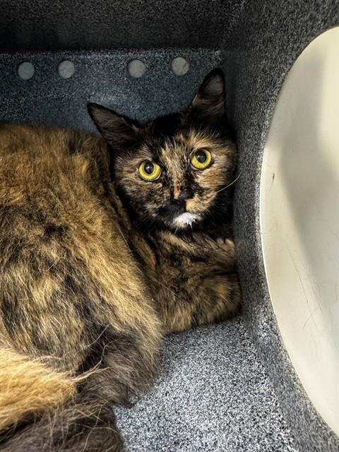 KAMIA - Domestic Short Hair available for adoption