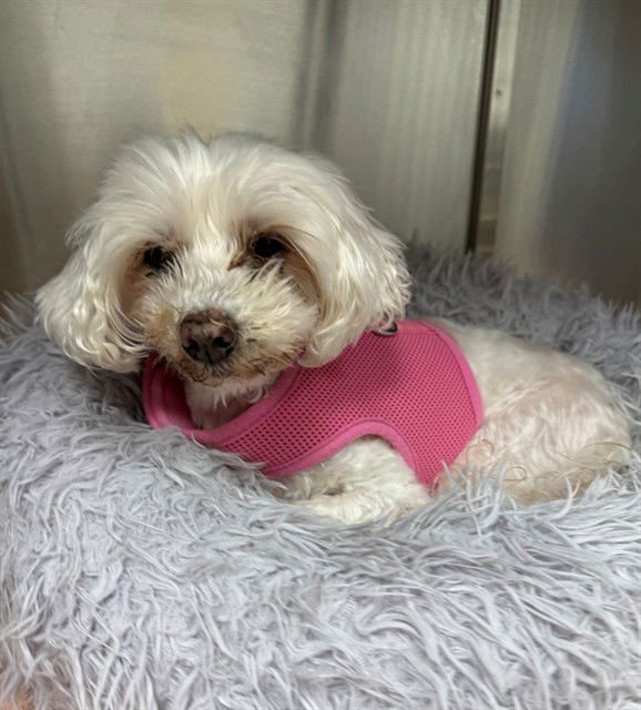 PEONY - Maltese available for adoption