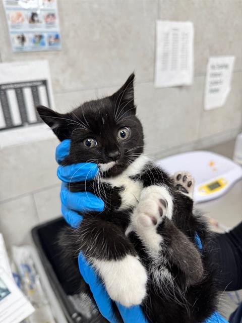 KIYOSHI - Domestic Short Hair available for adoption