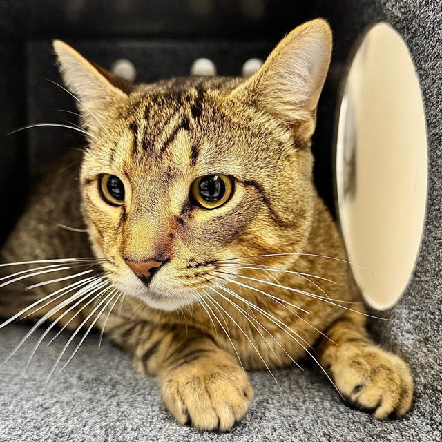 EDWARD CULLEN - Domestic Short Hair available for adoption