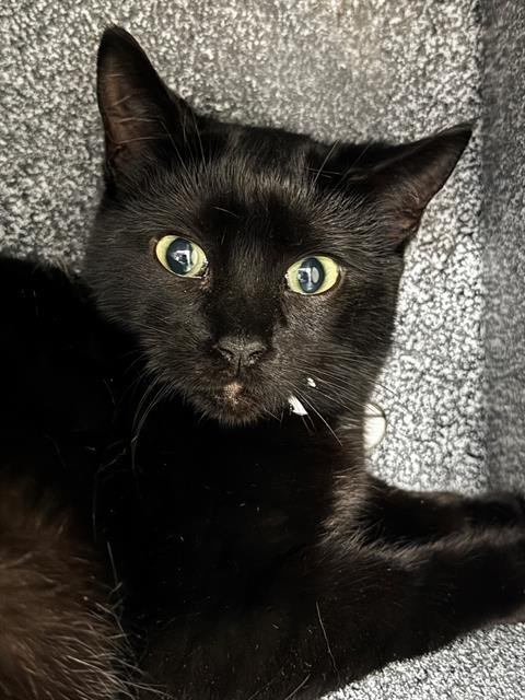 PIPPA - Domestic Short Hair available for adoption