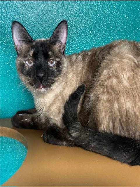 LILYBELL - Siamese available for adoption