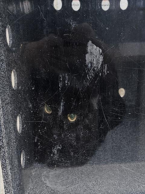 ALDO - Domestic Short Hair available for adoption