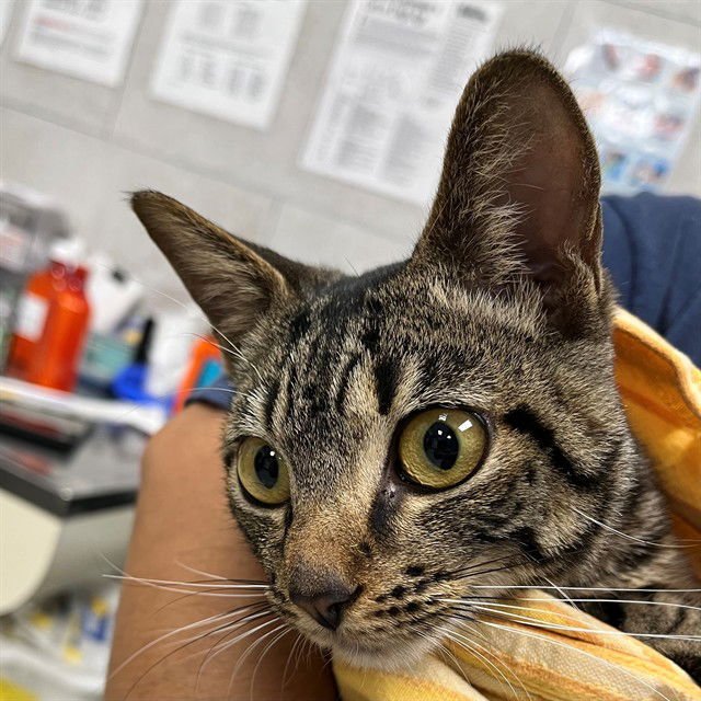 MACY - Domestic Short Hair available for adoption