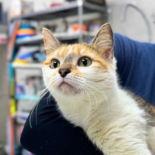 CANICA - Domestic Short Hair available for adoption