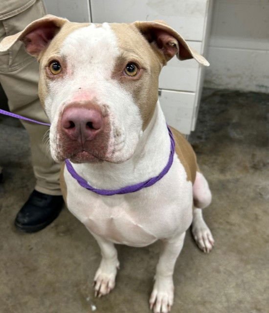 DUKE - Staffordshire Bull Terrier available for adoption