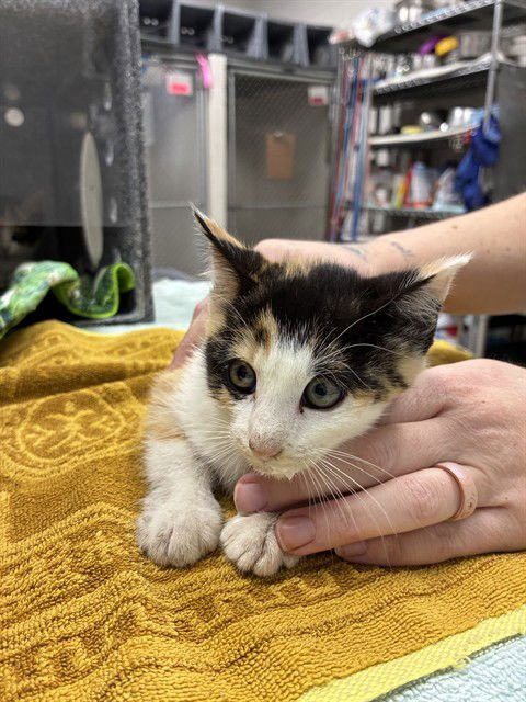 POLLY - Domestic Short Hair available for adoption