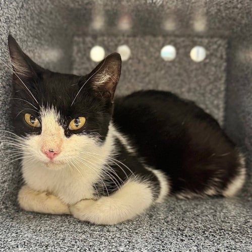 TWYLA - Domestic Short Hair available for adoption