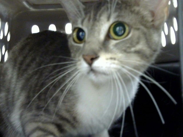 GENIE - Domestic Short Hair available for adoption