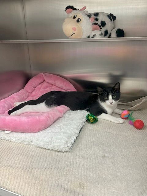 MANCHITAS - Domestic Short Hair available for adoption