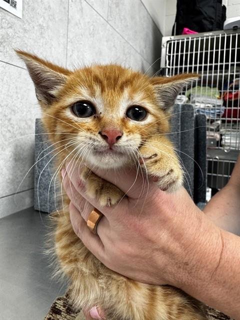QUESO - Domestic Short Hair available for adoption