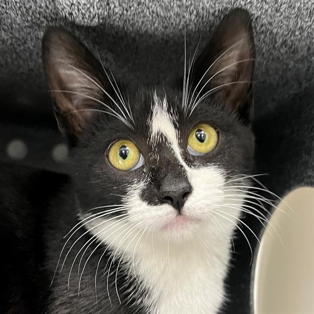 FLORENCE - Domestic Short Hair available for adoption