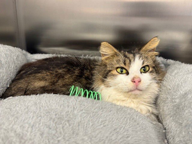 BUMBLE BEE - Domestic Medium Hair available for adoption