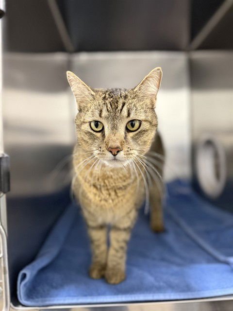 FRANKLIN - Domestic Short Hair available for adoption