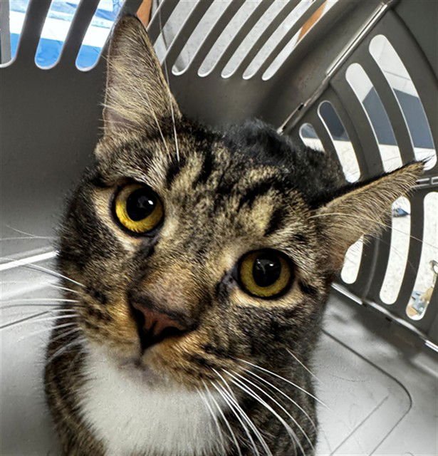 HENRY - Domestic Short Hair available for adoption