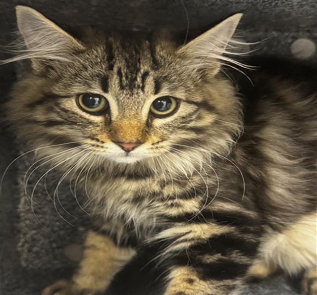 A302345 - Domestic Short Hair available for adoption