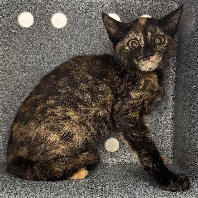 MERLOT - Domestic Short Hair available for adoption