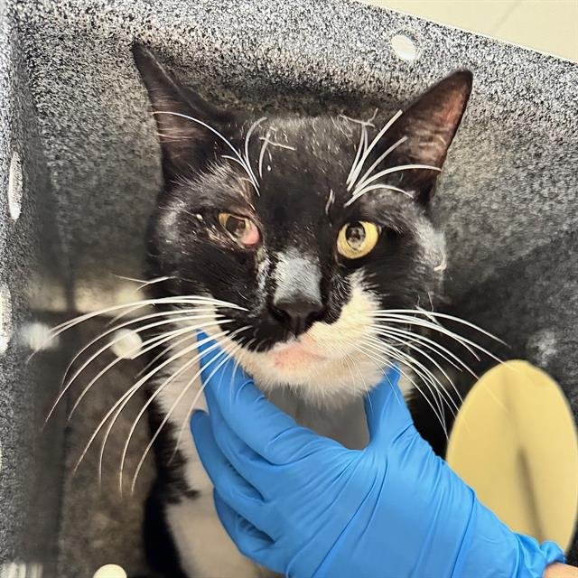 SNOOP - Domestic Short Hair available for adoption