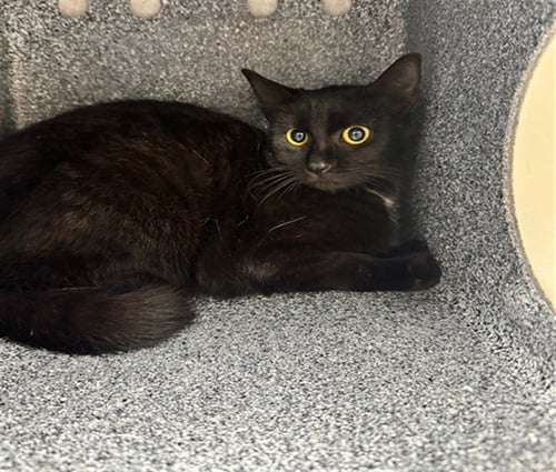 LIL DEBBIE - Domestic Short Hair available for adoption