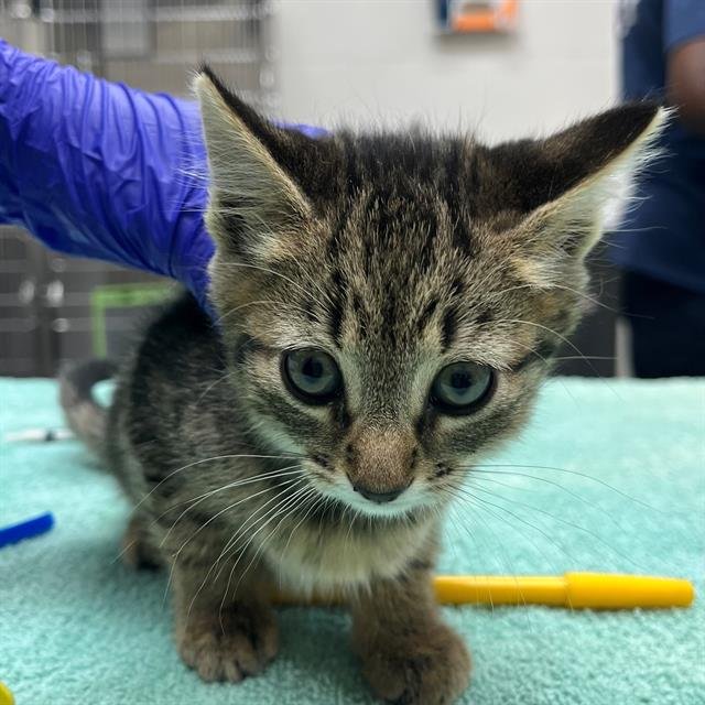 A302047 - Domestic Short Hair available for adoption