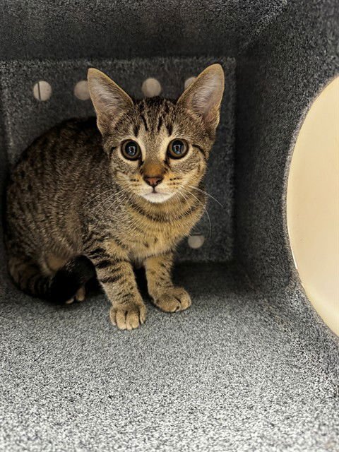 HAILEY - Domestic Short Hair available for adoption