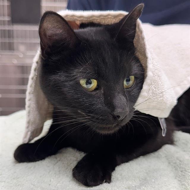 ELOISE - Domestic Short Hair available for adoption