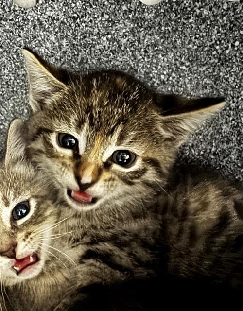 YOR - Domestic Short Hair available for adoption