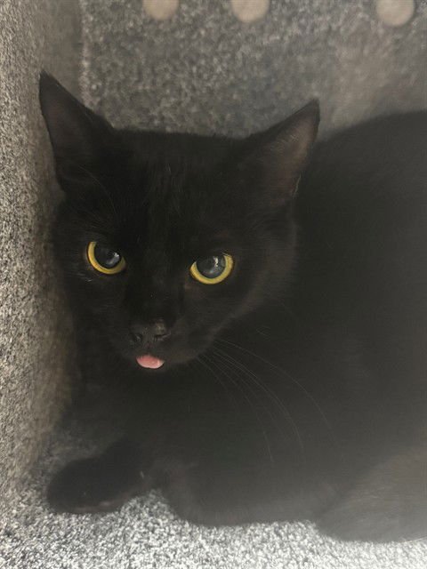 BELLATRIX - Domestic Short Hair available for adoption