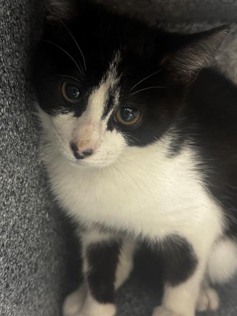 CUPID - Domestic Short Hair available for adoption