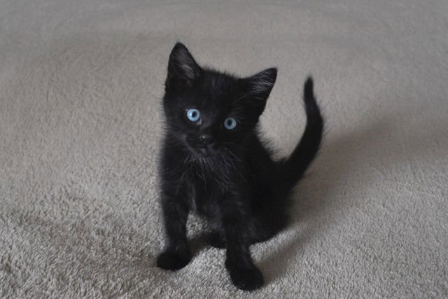 GORDY - Domestic Short Hair available for adoption