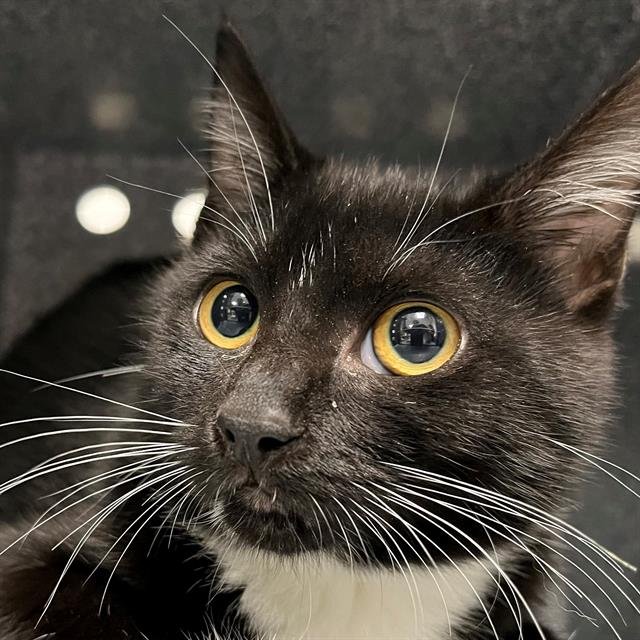 COURT - Domestic Short Hair available for adoption