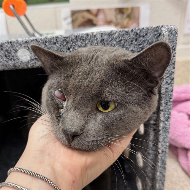 HAWK-EYE - Domestic Short Hair available for adoption