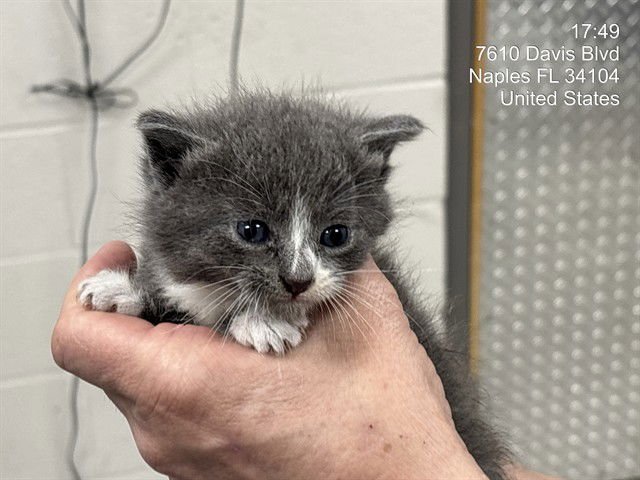 A303270 - Domestic Short Hair available for adoption